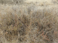 Prosopis flexuosa