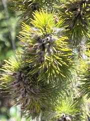 Aspalathus alopecurus