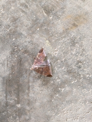 Pindara illibata