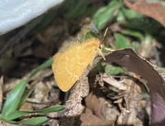 Euproctis lutea
