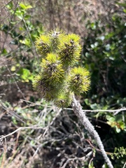 Aspalathus alopecurus