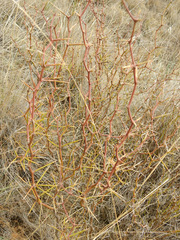 Prosopis flexuosa