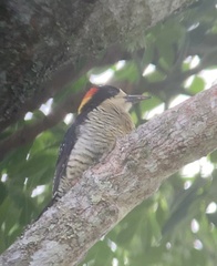 Melanerpes pulcher