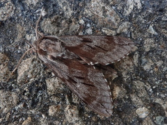 Sphinx morio morio