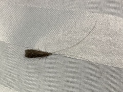 Triplectidinae