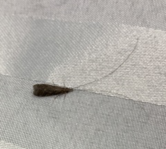 Triplectidinae