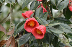 Camellia semiserrata