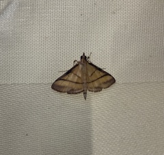 Cnaphalocrocis medinalis