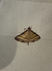 Cnaphalocrocis medinalis