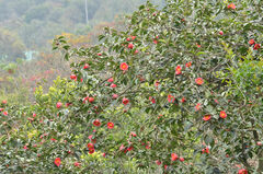 Camellia semiserrata