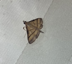 Cnaphalocrocis medinalis