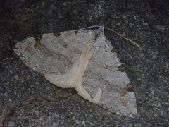 Aplocera perelegans