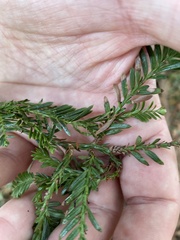 Sequoia sempervirens