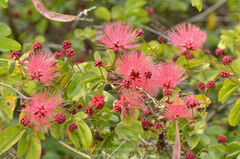 Calliandra tergemina