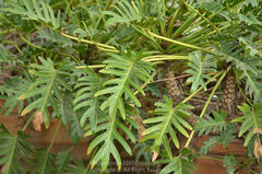 Thaumatophyllum xanadu