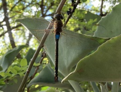 Anax ephippiger