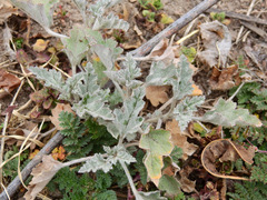 Sphaeralcea mendocina