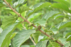 Ficus hispida