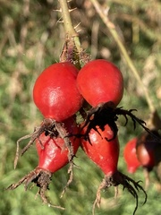 Rosa rubiginosa