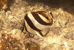 Chaetodon striatus