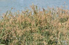 Cyperus malaccensis monophyllus