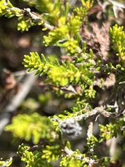 Euchaetis albertiniana