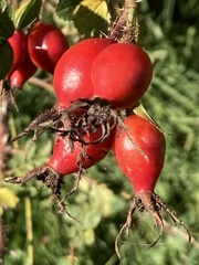 Rosa rubiginosa