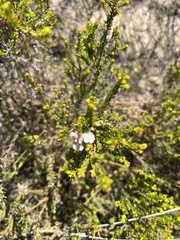 Euchaetis albertiniana