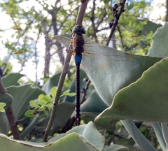 Anax ephippiger