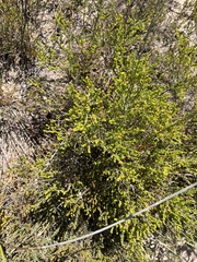 Euchaetis albertiniana