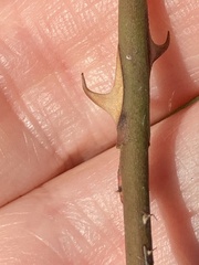 Rosa rubiginosa