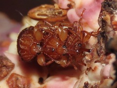 Oxycoryninae