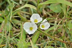 Echinodorus cordifolius
