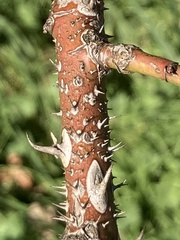 Rosa rubiginosa