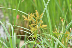 Cyperus pilosus