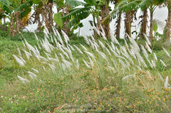 Saccharum spontaneum