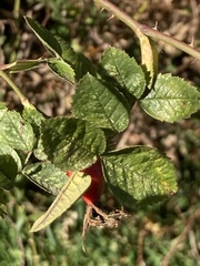 Rosa rubiginosa
