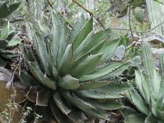 Agave titanota