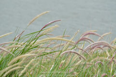 Setaria parviflora