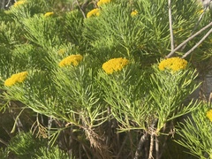 Hymenolepis crithmifolia