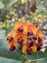 Daviesia cordata