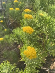 Hymenolepis crithmifolia