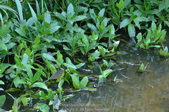 Acanthus ilicifolius