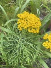 Hymenolepis crithmifolia