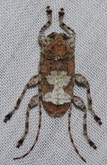 Exalphus guaraniticus