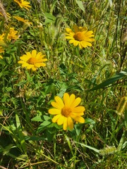 Heliopsis
