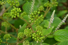 Aralia spinifolia