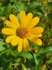 Heliopsis