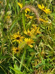 Heliopsis
