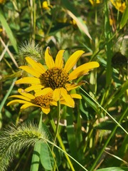 Heliopsis